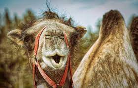 Camels are a mammal of the camelidae family. 115 Cute And Funny Camel Names Animal Hype