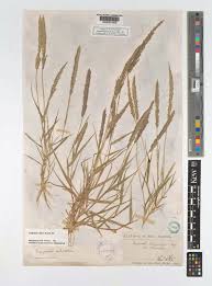 Image result for Eragrostis ciliaris