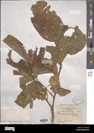 Image result for Strombosia