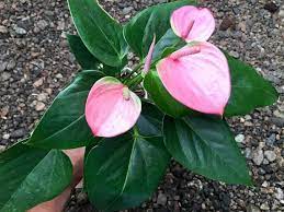 Anthurium Pink Flamingo Flower Hawaiian Tropical Lace Leaf Anthurium Plant Anthurium Rubber Tree Plant