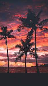 4k and hd video ready for any nle immediately. Palm Tree Sunset Wallpapers Top Free Palm Tree Sunset Backgrounds Wallpaperaccess