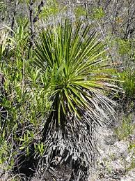 Image result for Dasylirion