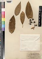 Image result for Ficus barteri