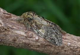 Image result for Peridea anceps