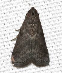 Image result for Pyla fusca