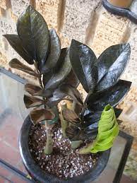 Rare Zamioculcas Zamiifolia Black Raven Zz Eternity Plant Succulent Aroid Fatboy By Euphorbiamiliigarden On Etsy Plants Succulents House Plants