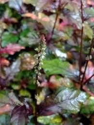 Image result for Cyathula lanceolata