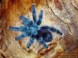 Pin On Tarantula Collection