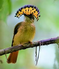 Esquinas Rainforest Lodge: Home