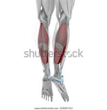 3d viewer is not available. Flash Magazine Arm Muscles Map Arm Muscles Map Arm Muscle Map Needs Corrections Album On Imgur Tutorials And Quizzes On There Is A Printable Worksheet Available