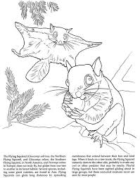 Patrick star flying squirrel coloring page. 21 Flying Squirrel Ideas Flying Squirrel Squirrel Animals
