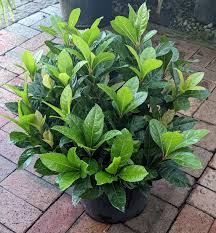 Image result for Ardisia