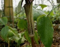 Alocasia triphylla (l.) raf., fl. Arisaema Triphyllum Jersey Friendly Yards