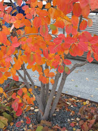 High Line Amelanchier A Great Big Shrub Small Tree Perfect For Your Space Blossom In The Spring Great Autumn Colour And Herbstgarten Pflanzideen Garten