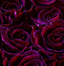 Black And Purple Roses 44491 Black Flowers Colorful Roses Beautiful Roses