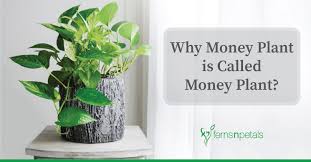 Shop indoor house plants and buy with confidence from london's top rated online garden centre. Why Money Plant Is Called Money Plant Ferns N Petals