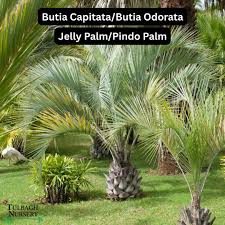 Image result for Trichilia capitata