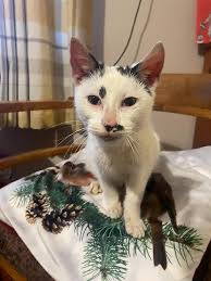 Missing black cat with white chest near Ross Ave