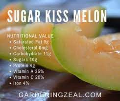How many calories are in a sugar melon kiss? Sugar Kiss Melon 10 Tricky Tips To Pick Ripe Melon Gardening Zeal