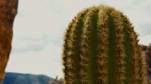 Flowering cactus string art sign. Cactus Blender