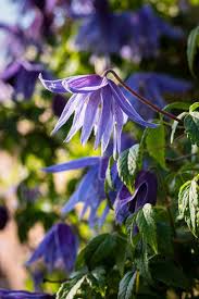 From flowering plants to succulents, our unique collection is perfect for any occasion. The 27 Best Cold Hardy Clematis Varieties Gardener S Path