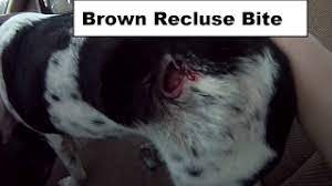 Like all spider bites, the bite of the brown recluse may have two separate components. Brown Recluse Bite On My Dog Youtube