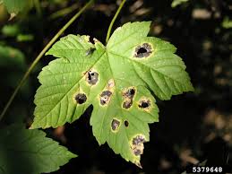 There are several steps you can take to control the aphid population without using pesticides. Maple Diseases Insect Pests Home Garden Information Center
