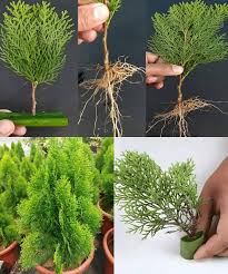 Image result for cuttings thujas