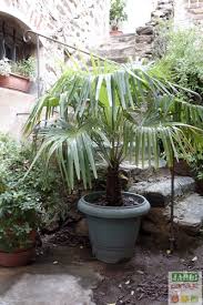 Palmiers il y a 14 produits. Quand Faut Il Planter Un Palmier Au Jardin Jardipartage