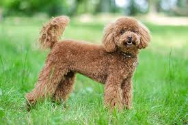 Image result for poodle