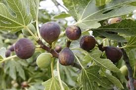 HOJAS DE HIGO Las hojas de higo destacan por su contenido único de  flavonoides, alcaloides y fenoles, y una forma de aprovechar sus  propiedades medicinales es a través de té. El consumo