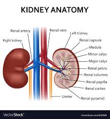 Diagram Of Human Kidney Anatomy