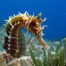 9 Things You Didn T Know About Seahorses