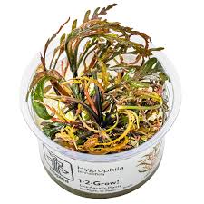 Image result for Hygrophila didynama