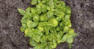 Reasons For Yellowish Basil Leaves What Causes Basil Leaves To Turn Yellow Basil Plant Growing Basil Outdoors Growing Basil