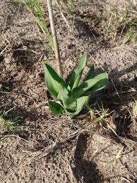 Image result for Drimia elata