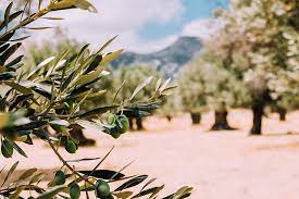 Contenuto nutritivo di diversi tipi di oliva. Le Olive Fanno Bene Per Combattere Il Colesterolo Olive E Colesterolo