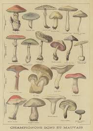 Edible And Poisonous Mushrooms By French School Poisonous Mushrooms French School Stuffed Mushrooms