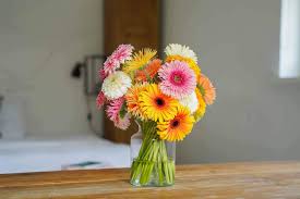 Image result for Gerbera