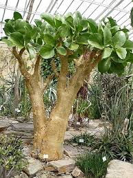 Image result for Cyphostemma obovato-oblongum