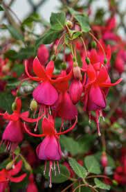 Fuchsia Pink Fizz Pollinator Plants Fuchsia Plant Gifts