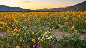 When is the flower season? Super Bloom In Borrego Springs Is Best Place To See Desert Wildflowers