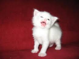 Was sie über die anschaffung eines kleinen kätzchens wissen müssen. Weisse Wunderschone Maine Coon Babys 11413