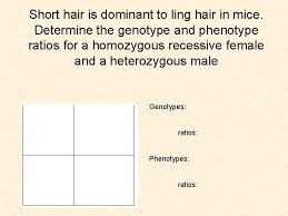 Play this game to review biology. Homozygous Dominant And Homozygous Recessive Ratio