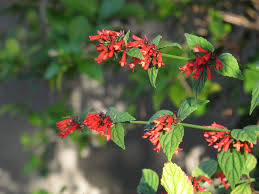 Image result for Russelia sarmentosa