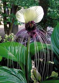 25 Amazing Flower Facts Flowersandflowerthings Strange Flowers Unusual Flowers Rare Flowers