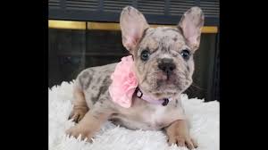 We have bulldogs in blue tri, black tri bulldogs & blue french bulldogs, rare color bulldogs. French Bulldog Puppy 48 Days Old Blue Tri Merle Girl 2 Bulldog Youtube