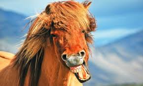 What do you get if you cross a frog and a dog? 164 Jokes And Puns About Horses Best Jokes And Puns