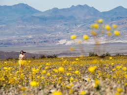 But tourists are still flocking there with floral fantasies. Death Valley S Rare Super Bloom Covers Desert With Beautiful Flowers Conde Nast Traveler