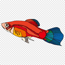 Wallpaper ikan cupang ikan cupang hias koi plakat fancy giant. Ikan Kartun Guppy Ikan Kartun Kartun Karakter Hewan Png Pngegg
